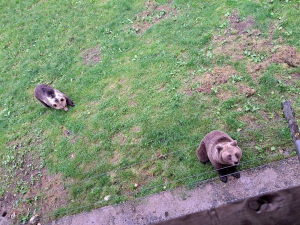 Aufnahme aus der alten Heimat: Die beiden Braunbären „Jojo“ und „Flocon“ sind in einem Tierpark in der Schweiz aufgewachsen. - © Stadt Bielefeld