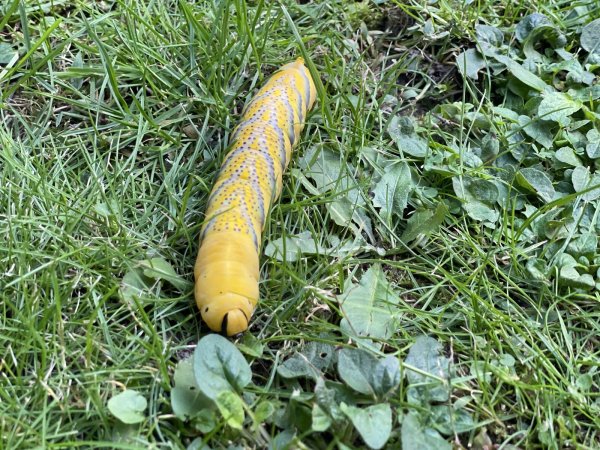 Ungewöhnlicher Fund in einem Garten in Brakelsiek: Dort tauchte diese Riesen-Raupe auf. Der Nabu-Experte Hans Dudler rät: Wer das kälteempfindliche Insekt retten will, baut ihm ein Heim. - © Silke Buhrmester