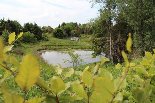 Entlang des Tonkuhlenwäldchen und der Teiche soll eine Verbindung für Fußgänger und Radfahrer zwischen Campus und Innenstadt entstehen.  - © Nadine Uphof