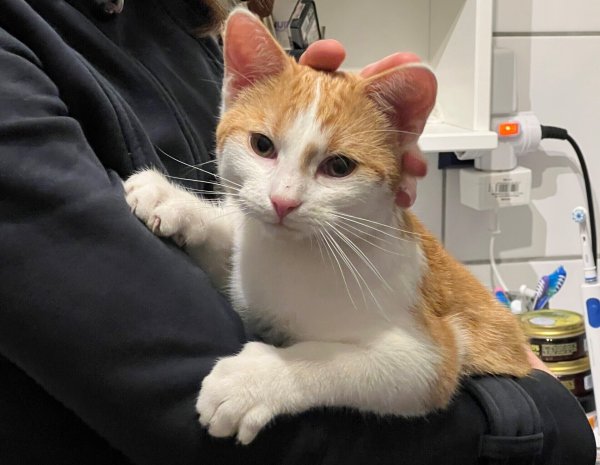 Kater "Rio" wurde im Warburger Baganhofsviertel Opfer einer grausigen Tat. - © Privat