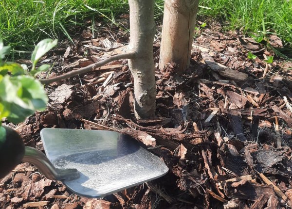 Die Schlänger SPD fordert, dass für jedes neugeborene Kind ein Baum in der Gemeinde gepflanzt wird. - © Michaela Weiße