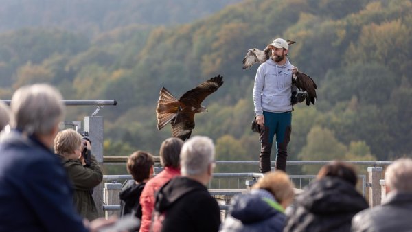 Die Adlerwarte und ihre Flugshows sind eine Attraktion in Detmold - zumindest bislang. - © Stadt Detmold/Torben Gocke