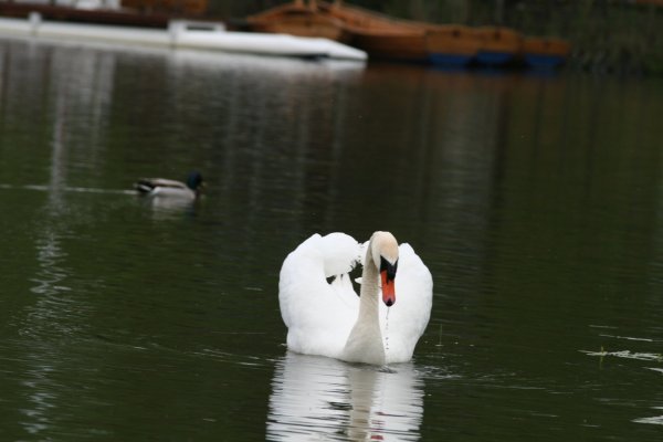 Zum Fototermin gibt sich der Schwan am Kurparksee auch gegenüber anderem Federvieh geradezu lammfromm. Er kann aber auch anders, wie Augenzeugen berichten. Fotos: Thomas Reineke - © Thomas Reineke