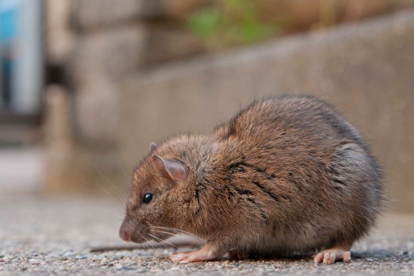 So niedlich die kleinen Nager vielleicht auch aussehen: Ratten können Krankheiten übertragen. - © picture alliance / imageBROKER