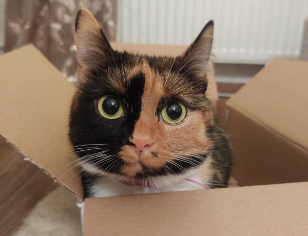 In Lügde werden insbesondere viele Fundkatzen gemeldet, wie Daniela Wendt, Fachbereichsleiterin für Ordnung und Soziales, berichtet. - © Symbolbild: Michaela Weiße