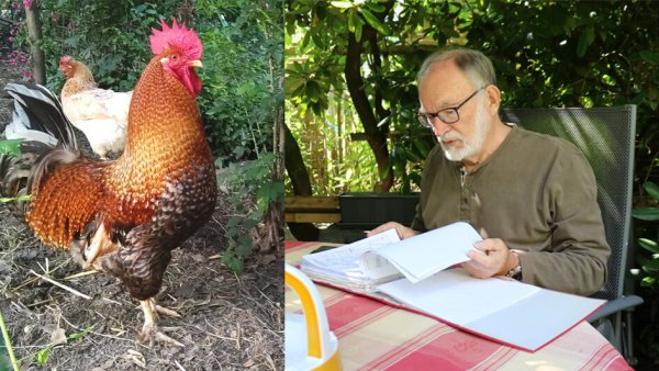 Hahn "Magda" ist Stein des Anstoßes im Nachbarschaftsstreit zwischen Michael Dunker und Friedrich-Wilhelm Biermann, der auf dem Foto in seinem Garten sitzt, durch seine Akten blättert und wegen der Lärmbelästigung bis vor Gericht gezogen ist. - © Alexandra Schaller/Michael Dunker