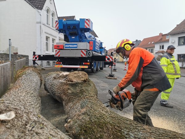 Bauhofmitarbeiter Carsten Gladtfeld zerlegt den Stamm der auf dem jüdischen Friedhof gefällten Trauereschen. - © Sylvia Frevert(LZ)
