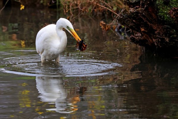 Der Silberreiher verbringt bereits seit mehreren Jahren im Bad Salzufler Landschaftsgarten seinen Winter, wie Naturfotograf Jürgen Podgorski berichtet. - © Jürgen Podgorski