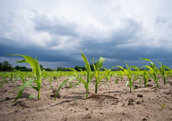 Nicht immer wird auf den Satellitenaufnahmen der Ackerflächen die korrekte Frucht erkannt. Das führt zu viel Arbeit. - © picture alliance / Countrypixel