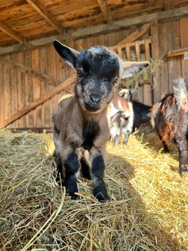 Kein Adler, aber umso niedlicher: Die Ziegen der Adlerwarte haben Babys bekommen. - © Stadt Detmold