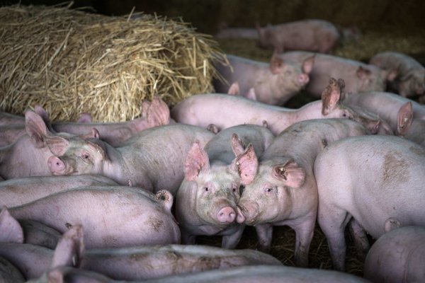 Künftig könnte per Gesetz ein Preisaufschlag auf Fleisch und Milchprodukte erzwungen werden. - © Sina Schuldt