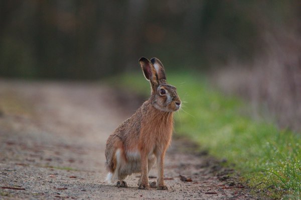 Ein toter Hase (nicht der im Foto) hat unfreiwillig eine tragende Rolle bei einem versuchten Versicherungsbetrug gespielt. - © Symbolbild: Pixabay