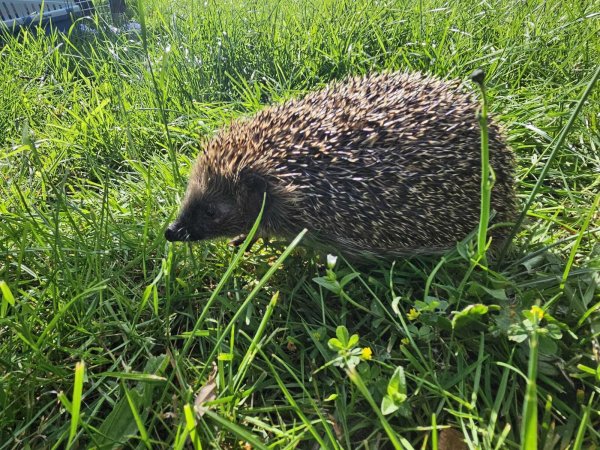 Igelmädchen Joy hat ihre Verletzungen überstanden und kann ausgewildert werden. - © Igelhilfe Regina Bäumer/ Mark Groundwater