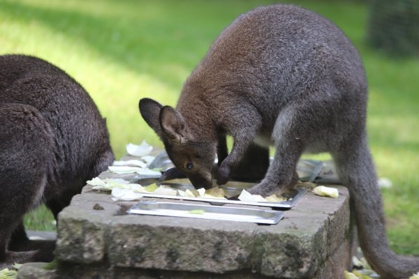 Das Benett-Känguru liebt Salat, eines der Tiere trägt Nachwuchs im schützenden Beutel. - © Susanne Blersch