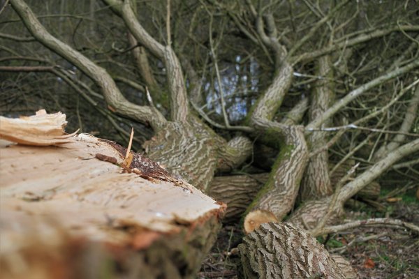 In Detmold müssen geschädigte Bäume gefällt werden. - © Symbolbild: Pixabay