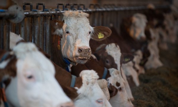 Die Tierschutzorganisation Peta erhebt Vorwürfe gegen Rinderhalter aus dem Kreis Höxter. - © Verwendung weltweit