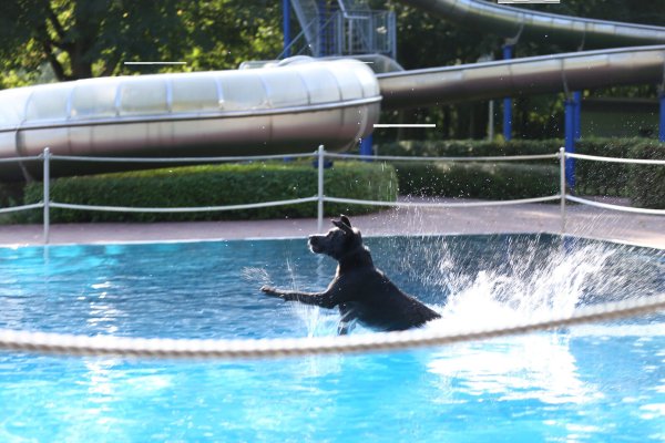 Auch dieser Vierbeiner hat sichtlich Spaß im Becken des Bega Bads. - © Stadtwerke Bad Salzuflen
