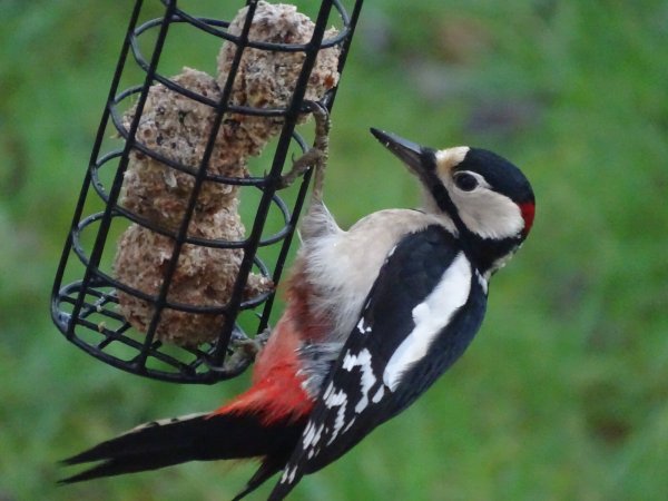Ein Buntspecht gehört bei der „Stunde der Wintervögel“ eher zu den seltener gesichteten Arten – nicht einmal in jedem zweiten Garten wird er im Laufe der Aktion entdeckt. - © Knut Schwarzer
