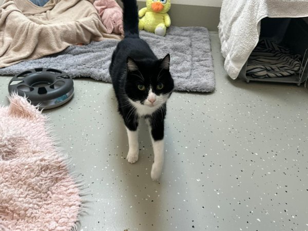 Diva Babsi sucht ganz dringend ein neues Zuhause bei Katzenkennern. - © Tierheim Detmold