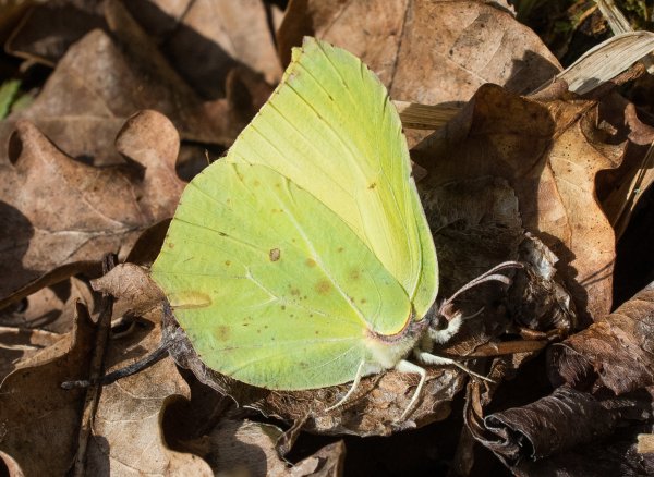 Einige Schmetterlingsarten, wie der Zitronenfalter, halten Winterschlaf. Sollten sie aber zu früh erwachen, drohen sie zu verhungern. - © Patrick Pleul