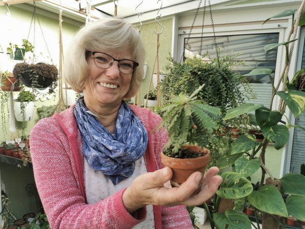 Macht sich angesichts der hohen Gaspreise Sorgen um ihre Zimmerpflanzen-Raritäten: die Humfelderin Ursula Wiegel, hier mit der kleinsten Palme der Welt. - © Sylvia Frevert