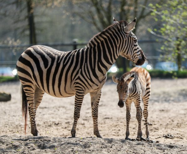 Das Zebra-Fohlen mit seiner Mutter. Sie leben im Tierpark Ströhen. - © Tierpark Ströhen