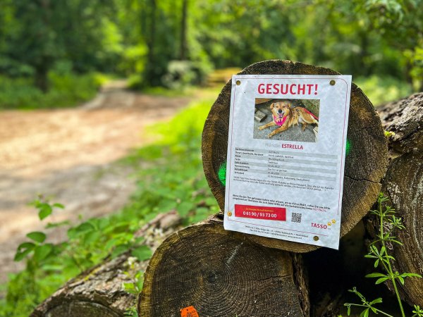 Unter anderem wurde die entlaufene Hündin in einem Waldstück zwischen Hiddesen und Augustdorf nahe der Lopshorner Allee gesichtet. Entlang der dortigen Naherholungswege haben die Tierheim-Verantwortlichen Suchplakate angebracht. - © Raphael Bartling