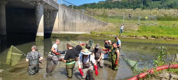 Mitglieder der Gemeinschaft für Fischerei und Naturschutz (GFN) holen mit kleinen Elektroschocks die Fische aus dem Tosbecken und transportieren sie zurück in den See.  - © GFN