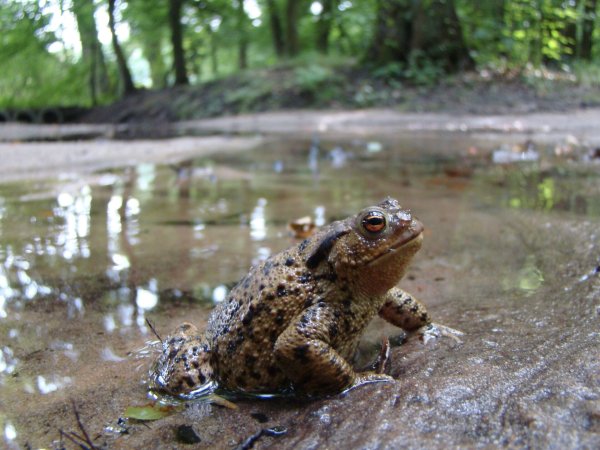 Eine Erdkröte am Waldrand: Nach Regenfällen sucht sie in einer flachen Pfütze nach einem sicheren Weg zu ihrem Laichgewässer. - © Gemeinde Schlangen
