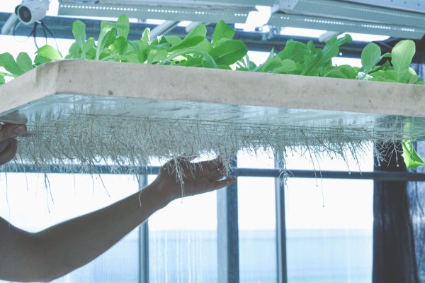 Pflanzen werden auf Kunststoffen gezogen und bis unter die Decke gestapelt oder in vergleichabren Systemen gezüchtet. Die vertikale Landwirtschaft könnte auch eine Option für den Hangar 21 sein. - © Freya Cultivation Systems Kaunas