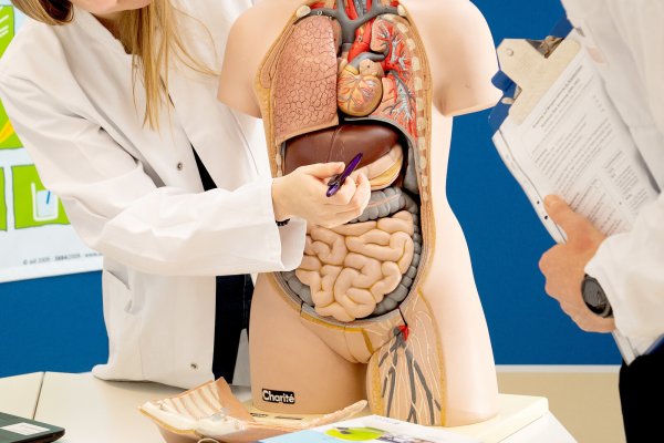 Die Leber ist ein wichtiges Stoffwechselorgan, das durch eine Virusinfektion mit Hepatitis stark angegriffen werden kann. Deshalb raten Experten, sich ab 35 Jahre vorsorglich untersuchen zu lassen. - © Zacharie Scheurer/dpa-tmn