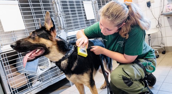 Eine Tierpflegerin prüft mit einem Transponder, ob der Fundhund einen Identifikations-Chip über der linken Schulter trägt. - © (c) Copyright 2022, dpa (www.dpa.de). Alle Rechte vorbehalten