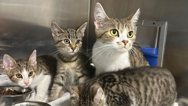 Mutterkatze Coconut und ihre Kitten Peach, Kiwi und Lime wurden in einer Transportbox neben einer Mülltonne entsorgt. Sie werden nun im Tierheim versorgt. - © Tierschutz der Tat eV