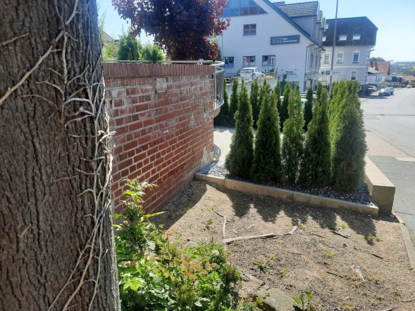 In diesem Bereich der Heutorstraße/Rosenstraße befand sich bis 1898 der jüdische Friedhof. Die Fläche vor der Mauer soll nun neu gestaltet werden. - © Michaela Weiße(LZ)