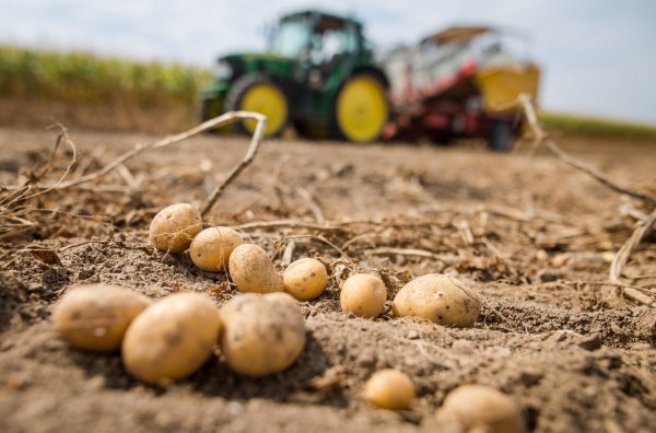 Fleisch von Schwein, Rind und Geflügel, Eier, Milch, Obst, Gemüse und Kartoffeln aus Deutschland sollen ab nächsten Jahr speziell gekennzeichnet werden. - © Christoph Schmidt