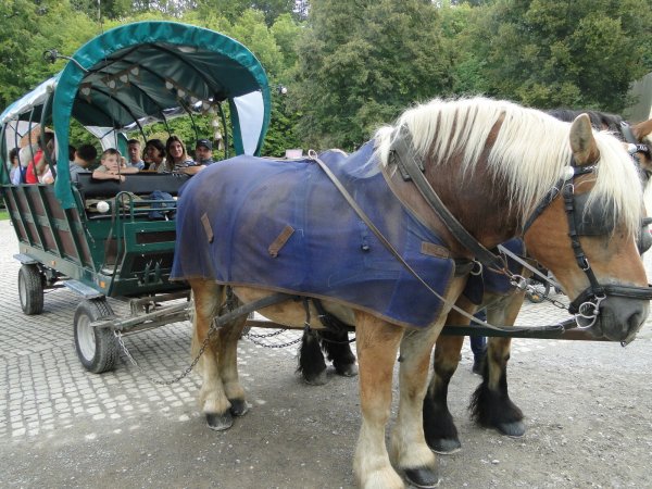 Die Rheinisch-Deutschen Kaltblüter Ulf (links, 11) imd Leo (12) ziehen rund 15 Fahrgäste gemächlich-geduldig durch das ausladende Gelände. Vier Runden hintereinander. Zusammen mit der "Ablösung" schaffen sie acht bis neun Runden am Tag. (Foto: Hajo Gärtner) - © Hajo Gärtner