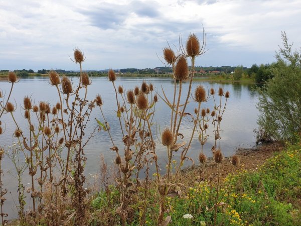 Natur am Kiessee: Der Kreis möchte die Abgrabungsflächen in den Varenholzer Weserauen zum Naturschutzgebiet machen. - © Kreis Lippe
