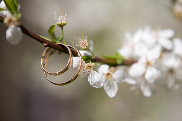 Ob zu Hochzeiten, Geburtstagen oder Taufen: In Barntrup soll künftig zu besonderen Anlässen ein Baum gepflanzt werden können. - © Pixabay