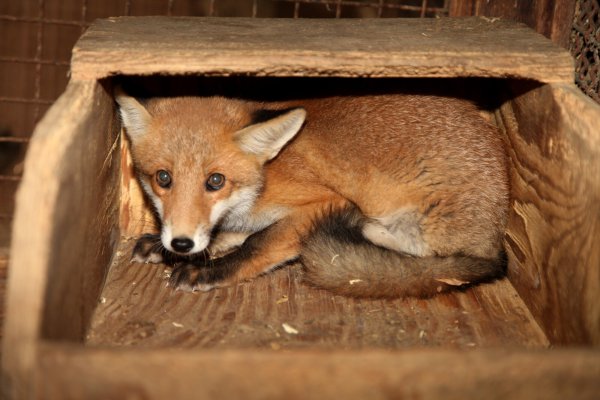 Der Stress, dem der Fuchs in der Trainingsanlage ausgesetzt ist, treibt die Tierschützer um. - © Archivfoto: Vera Gerstendorf-Welle