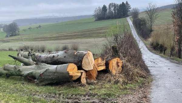 Im Bärental, dort, wo der Schwertransport mit den Windrädern langführen soll, wurden sechs Bäume gefällt. - © Silke Buhrmester