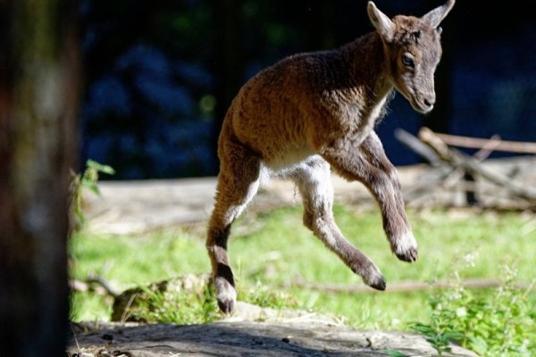 Ein junger Steinbock tollt im Bielefelder Tierpark Olderdissen im Gehege herum. - © Steve McAlpine