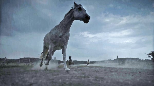 Bei Gewitter nehmen Pferde Reißaus. Für seinen Film hat Robin Jähne auch ihr Verhalten gefilmt. - © Robin Jähne