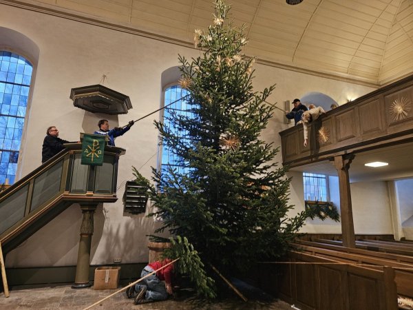 Der Weihnachtsbaum in der Kirche Stapelage muss erst noch gesichert werden, unten kniet Eckhard Büker und justiert die Keile nach. Willi Nispel (links) und Pfarrer Holger Tessnow sichern den Baum von der Kanzel aus, auf der Empore halten Willi und Gerd Obermann die Seile. Kathrin Drexhage beugt sich an der Empore runter, um einen zusätzlichen Daht entgegen zu nehmen. - © Astrid Sewing
