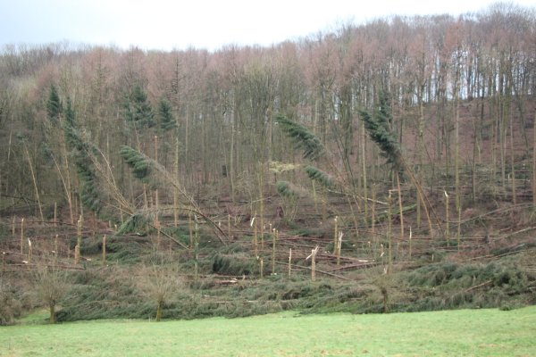 Wald zwischen Wiembeck und Wahmbeckerheide, fotografiert vom Horstweg in Richtung Funkenbruch - der seit dem Orkan gesperrt ist - © Marlen Grote