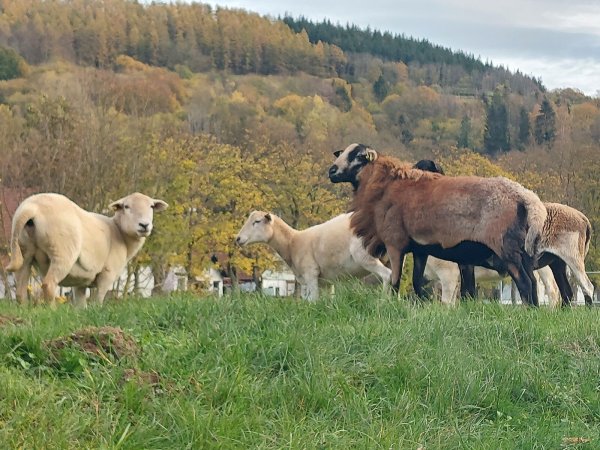 Schafrassen, die der Landschaftspflege dienen, werden von Großschlachtereien gar nicht angenommen. - © Archivfoto: Michaela Weiße