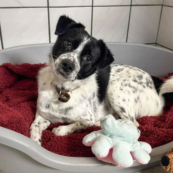 Archie ist noch meist verunsichert, wenn er neue Menschen kennenlernt. - © Tierheim Vlotho