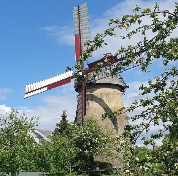 Die Windmühle Brink öffnet zum Deutschen Mühlentag ihre Tür. - © Fotorechte: Familie Brink