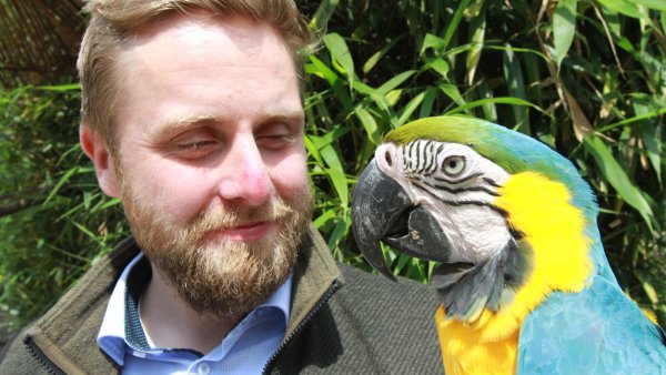 Marc-Philip Eckstein mit Gelbbrustara "Sven" im Vogelpark Heiligenkirchen. Zwei dieser Vögel fliegen derzeit über Lippe - © Martin Hostert
