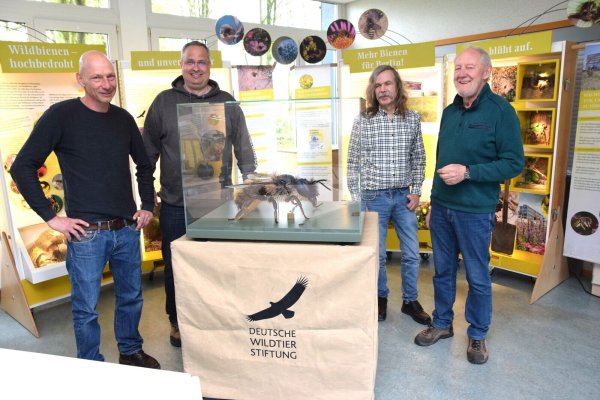 Pädagoge Thorsten Hupe (von links) und Schulleiter Christian Landerbarthold sowie Andreas Volmar und Wilfried Kohlmeyer vom Nabu nach dem Aufbau der mobilen Ausstellung. - © Karin Prignitz