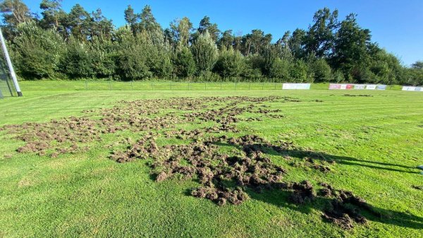 Durch die von den Wildschweinen umgegrabenen Fläche ist der Hiddeser Sportplatz für Fußballspiele derzeit nicht zu nutzen. - © Bildrechte: VfL Hiddesen
